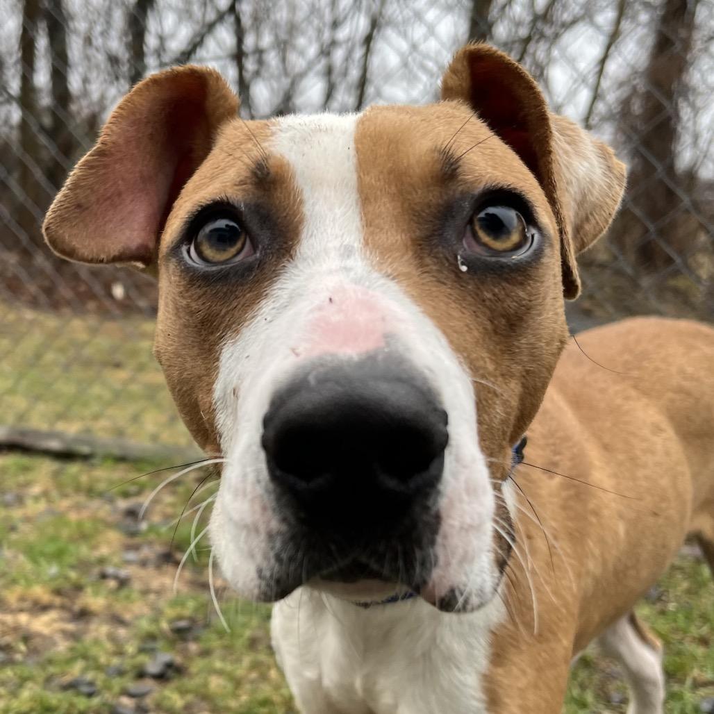 Enlarge Lucky, a Adoptable Hound in Saugerties, NY image 4/6