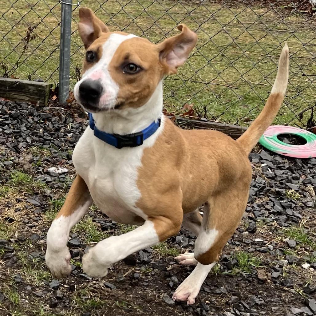 Enlarge Lucky, a Adoptable Hound in Saugerties, NY image 6/6