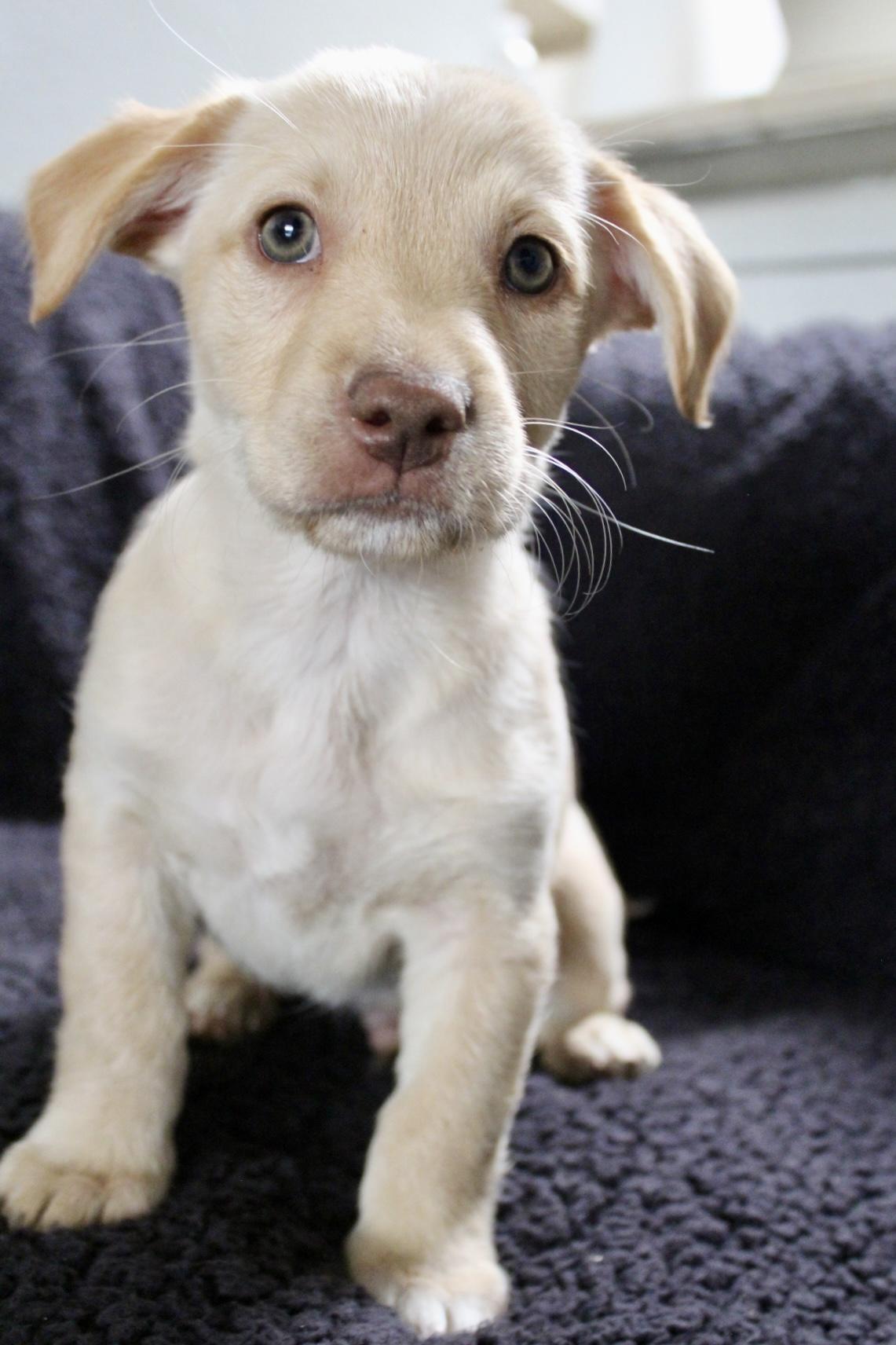 Enlarge Frankie , an adopted mixed breed in Rialto, CA image 3/3