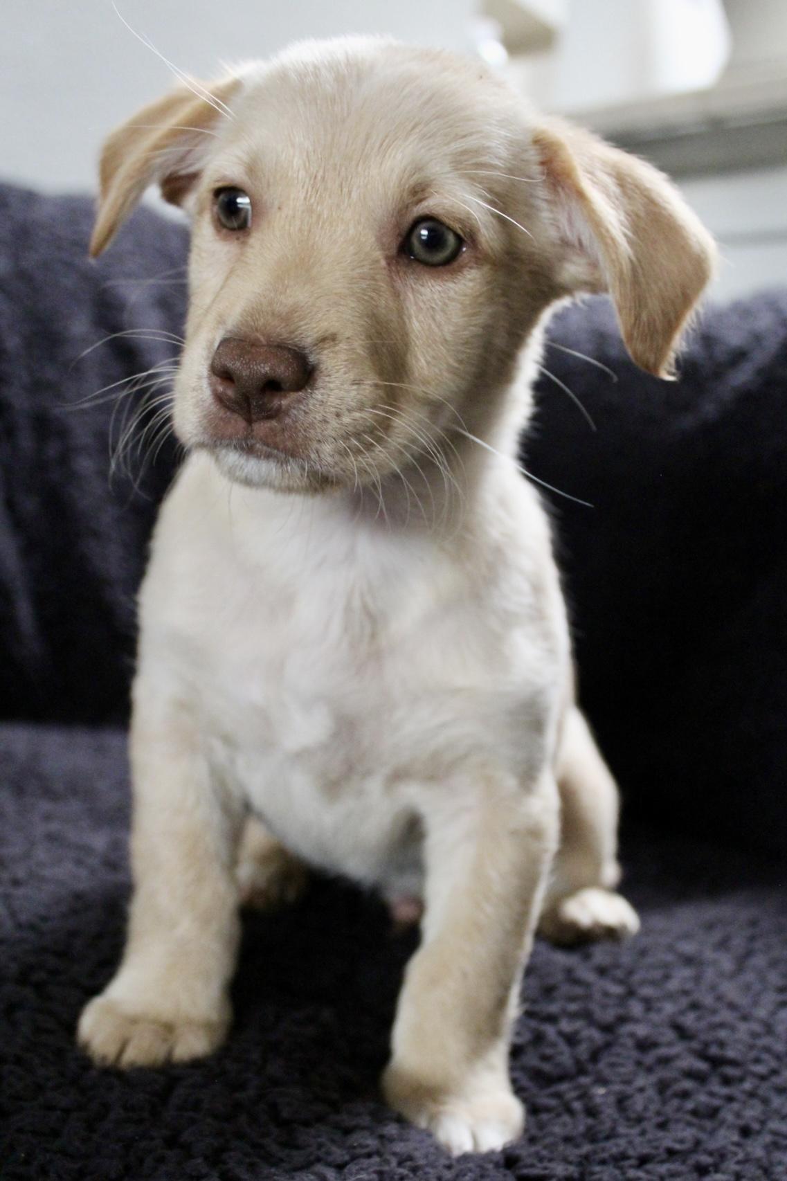 Enlarge Frankie , an adopted mixed breed in Rialto, CA image 2/3
