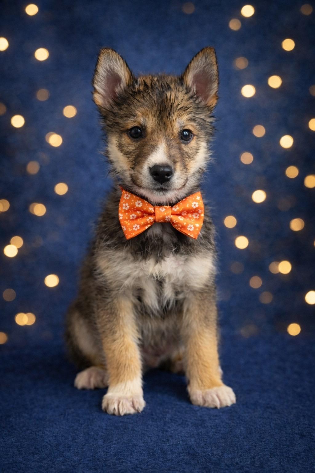 Enlarge Doyle, a ADOPTABLE mixed breed in Murrieta, CA image 1/2