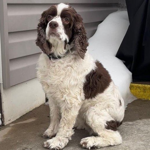 Enlarge Mocha, a ADOPTABLE Cocker Spaniel in Richboro, PA image 2/2