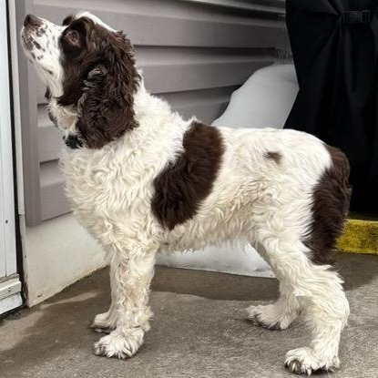 Mocha, ADOPTABLE, Adult Female Cocker Spaniel.