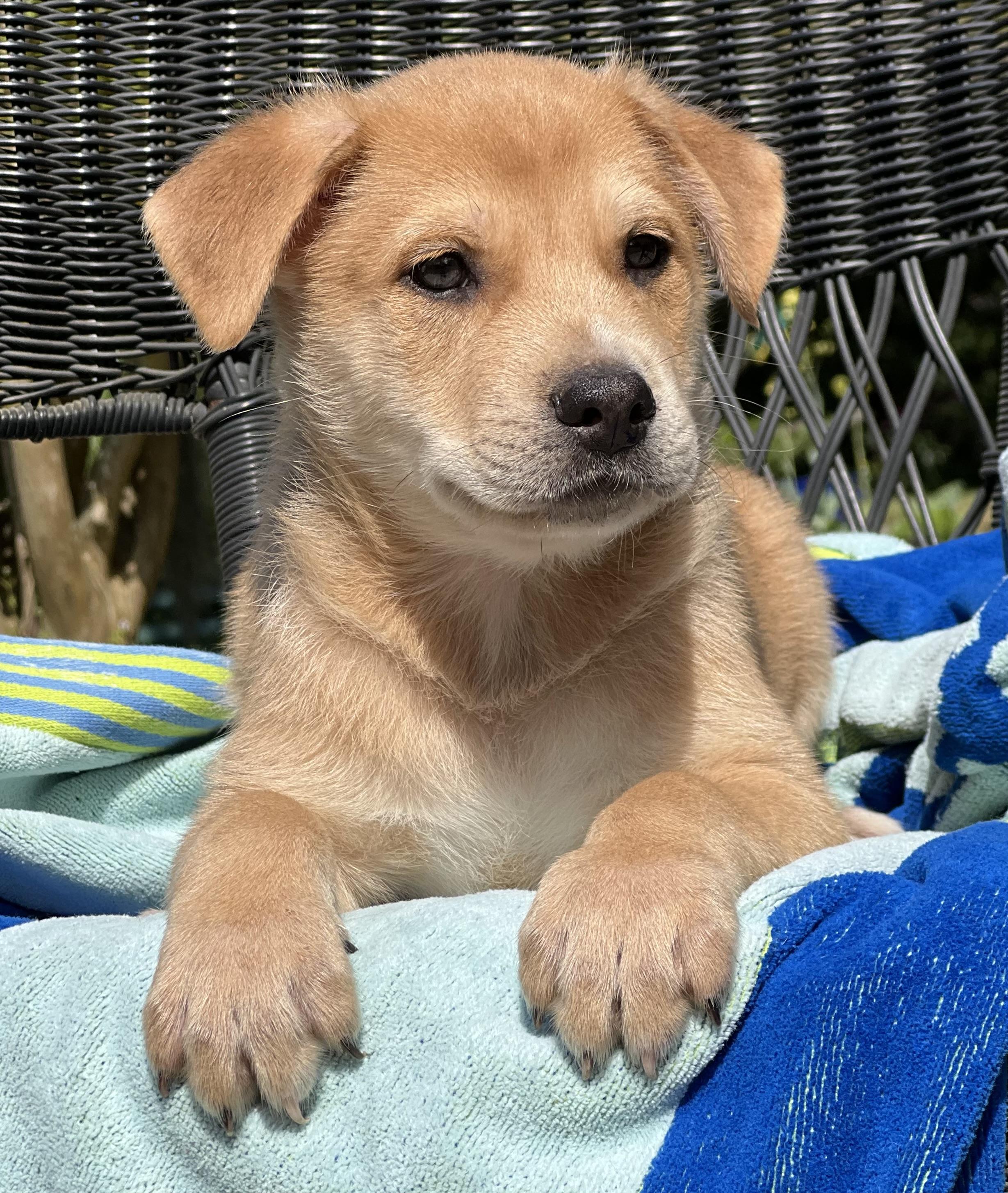 Enlarge Lucas, an adopted mixed breed in Mt Pleasant, SC image 2/5