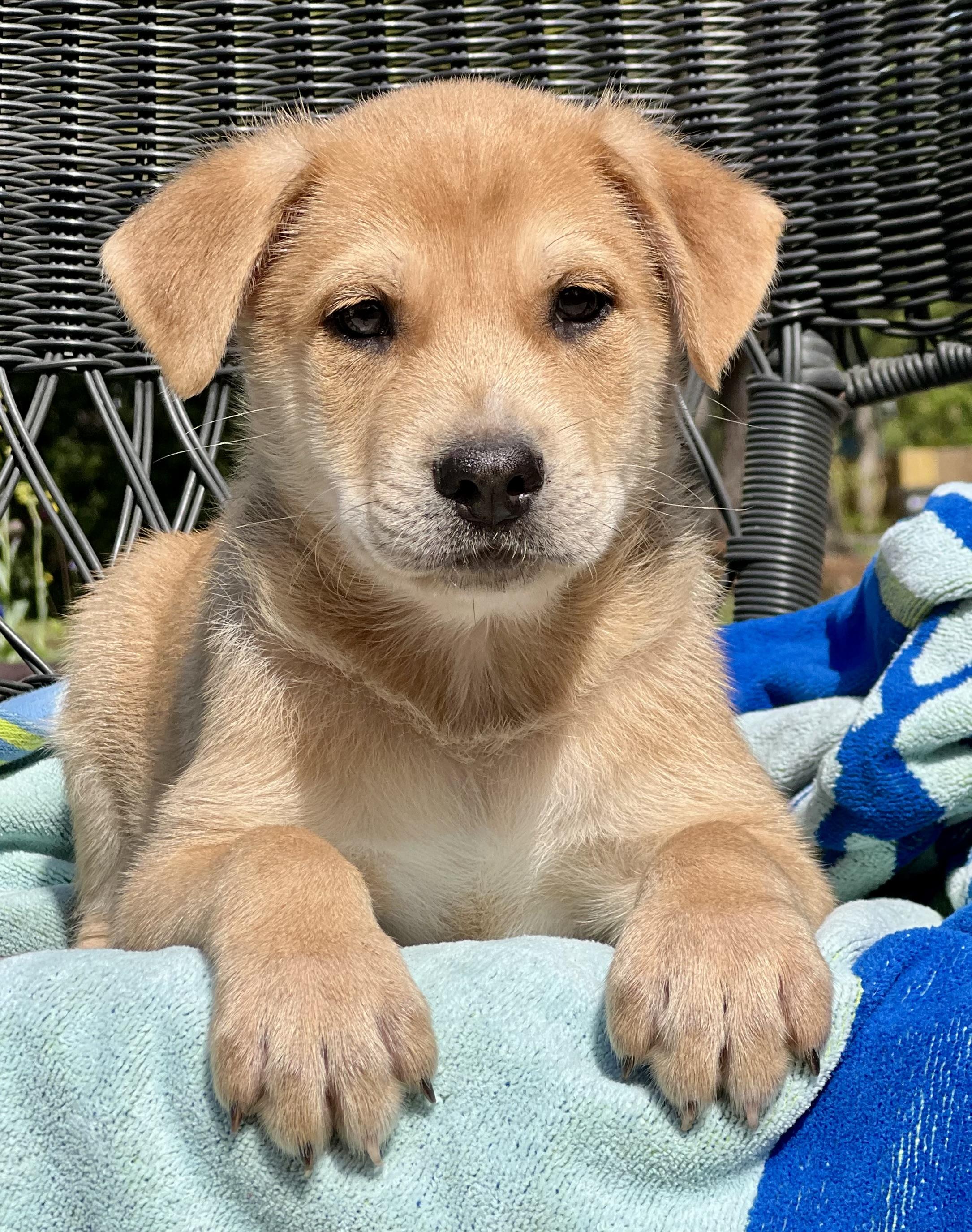 Enlarge Lucas, an adopted mixed breed in Mt Pleasant, SC image 1/5