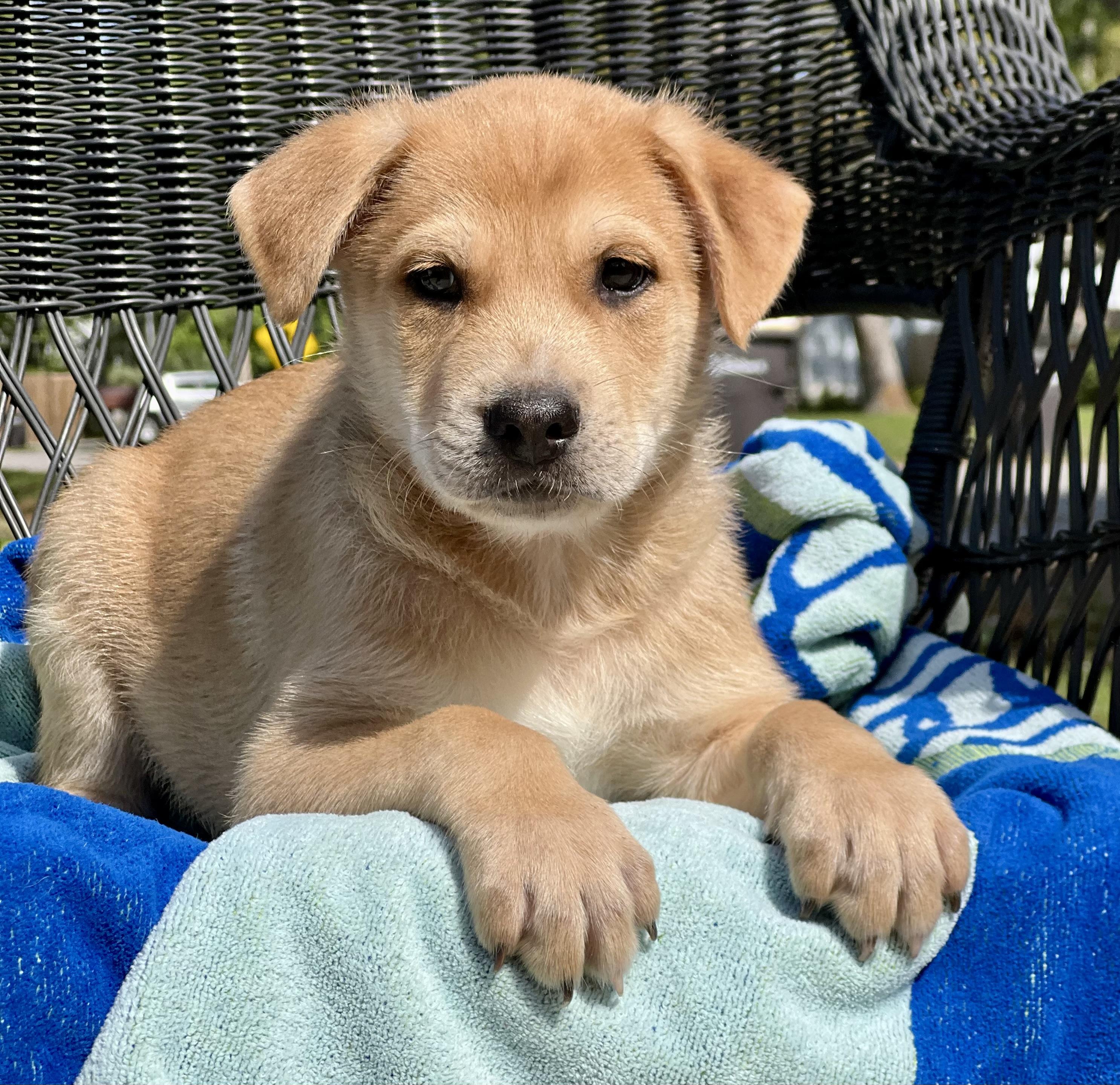 Enlarge Lucas, an adopted mixed breed in Mt Pleasant, SC image 3/5