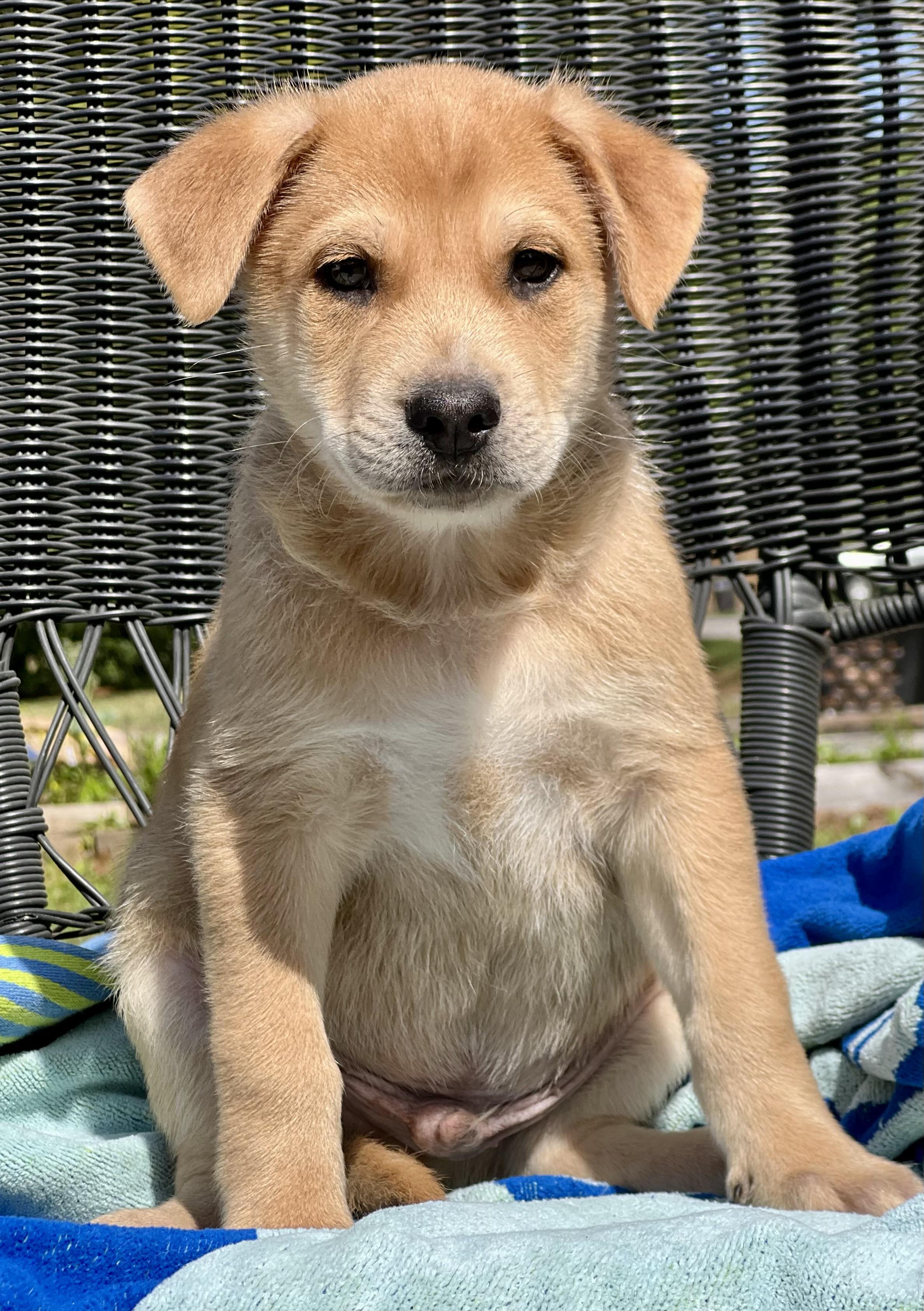 Enlarge Lucas, an adopted mixed breed in Mt Pleasant, SC image 4/5
