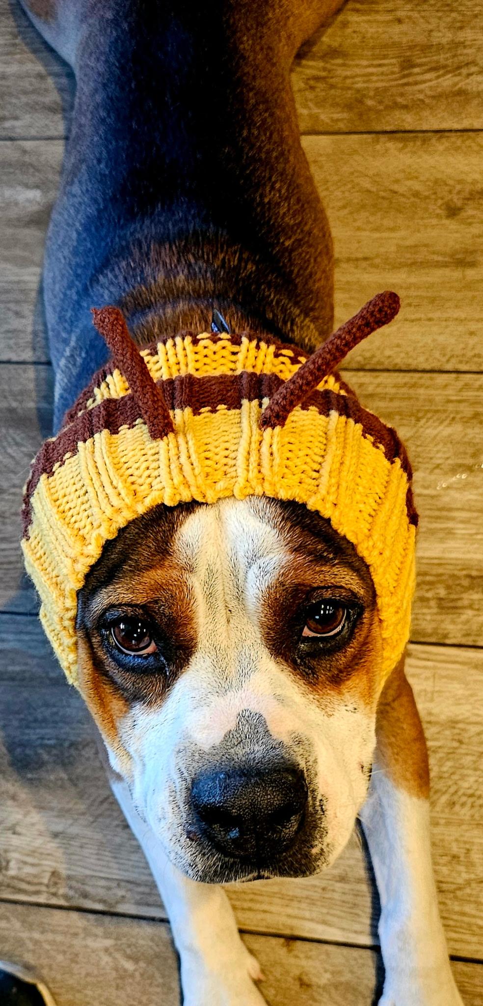 Maggie, a Adopted mixed breed in Sierra Madre, CA image 2/6