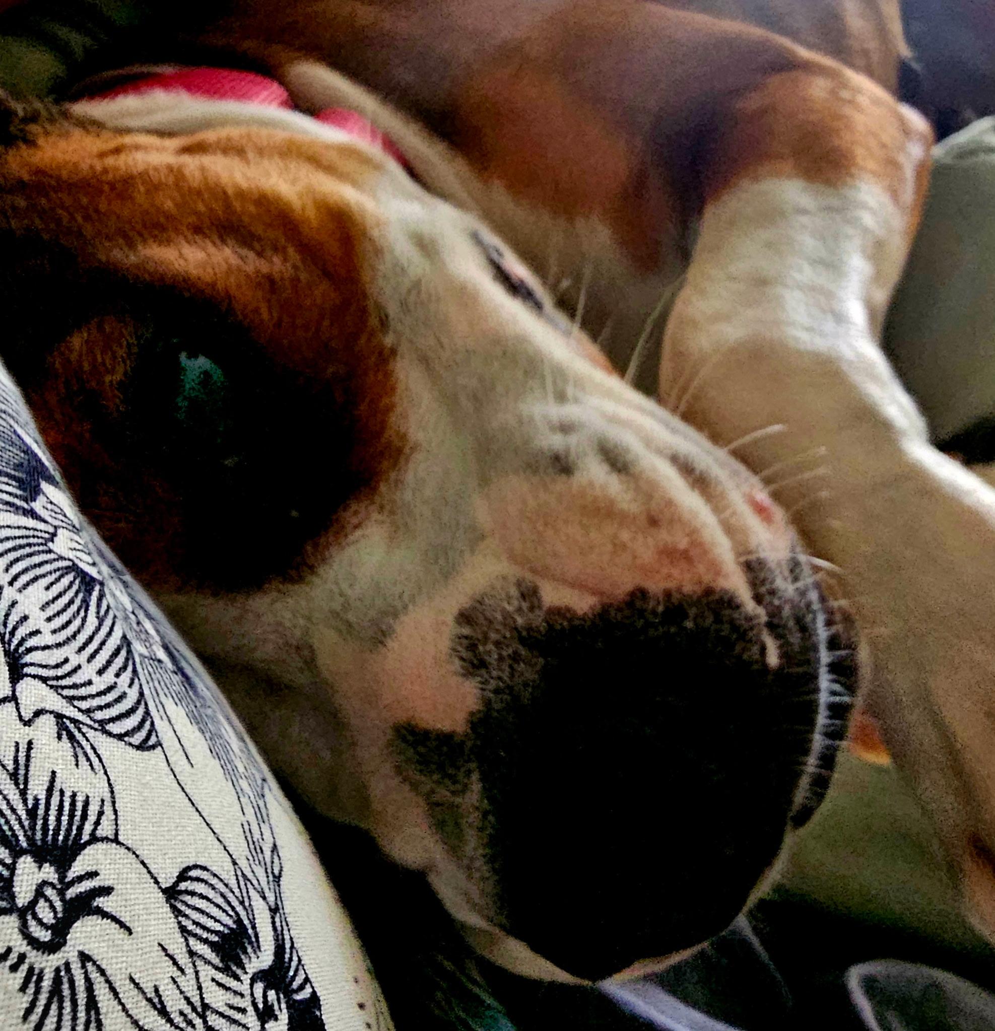 Maggie, a Adopted mixed breed in Sierra Madre, CA image 4/6