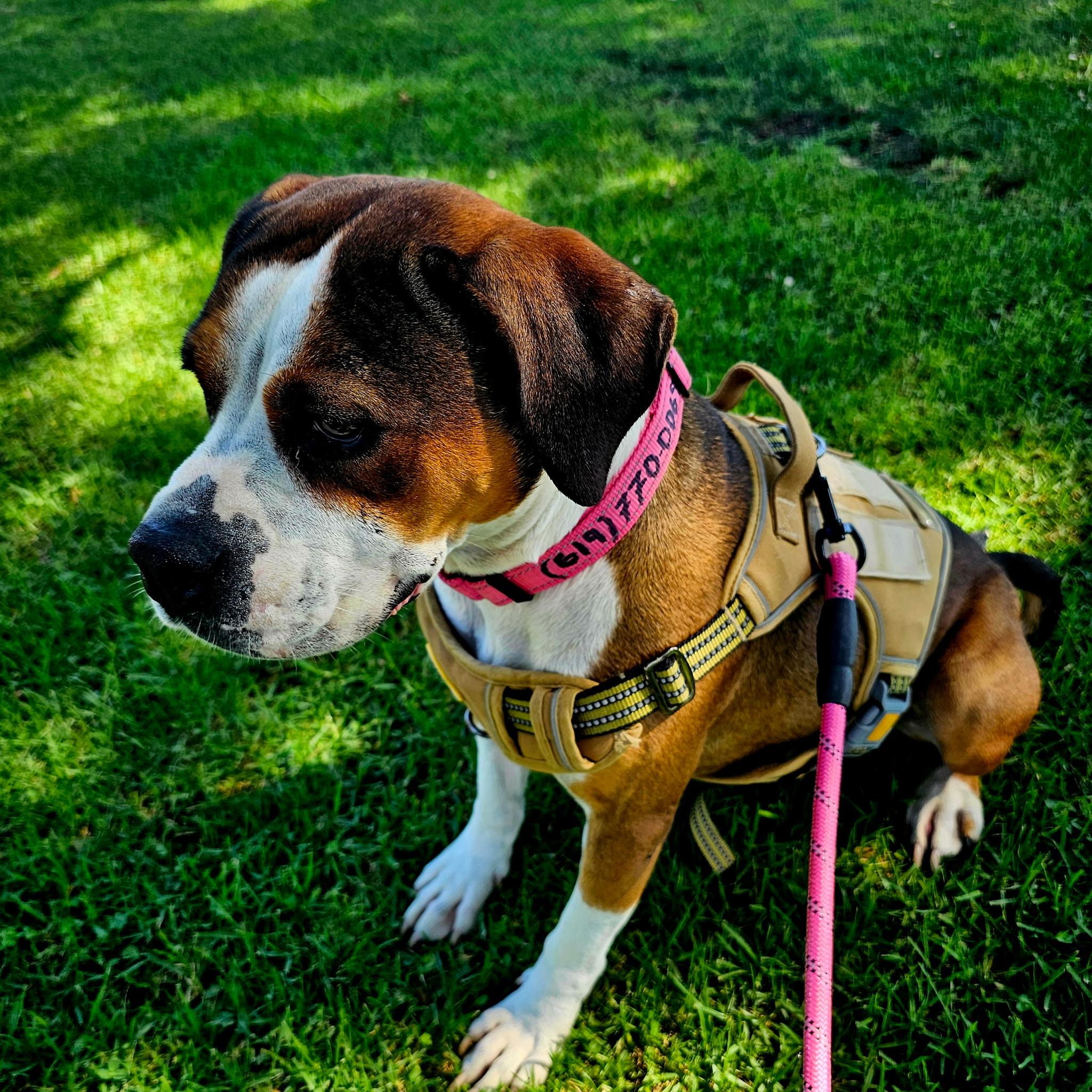 Maggie, a Adopted mixed breed in Sierra Madre, CA image 6/6