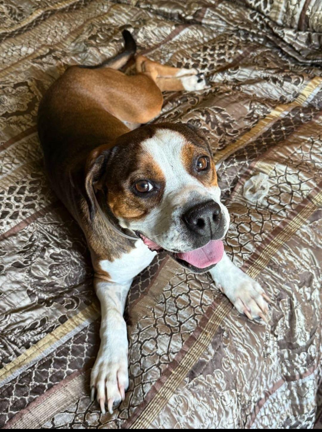 Maggie, a Adopted mixed breed in Sierra Madre, CA image 3/6