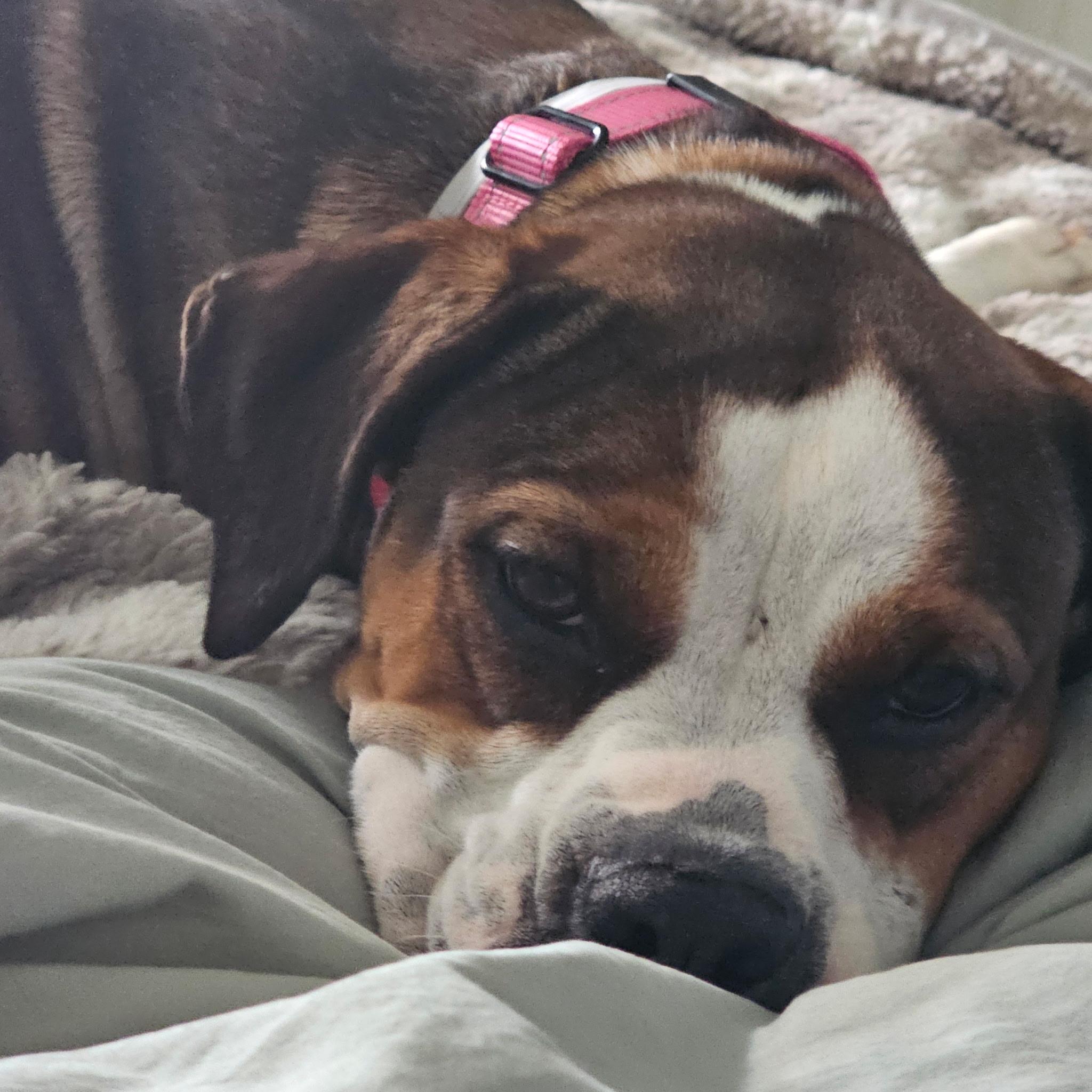 Maggie, a Adopted mixed breed in Sierra Madre, CA image 5/6