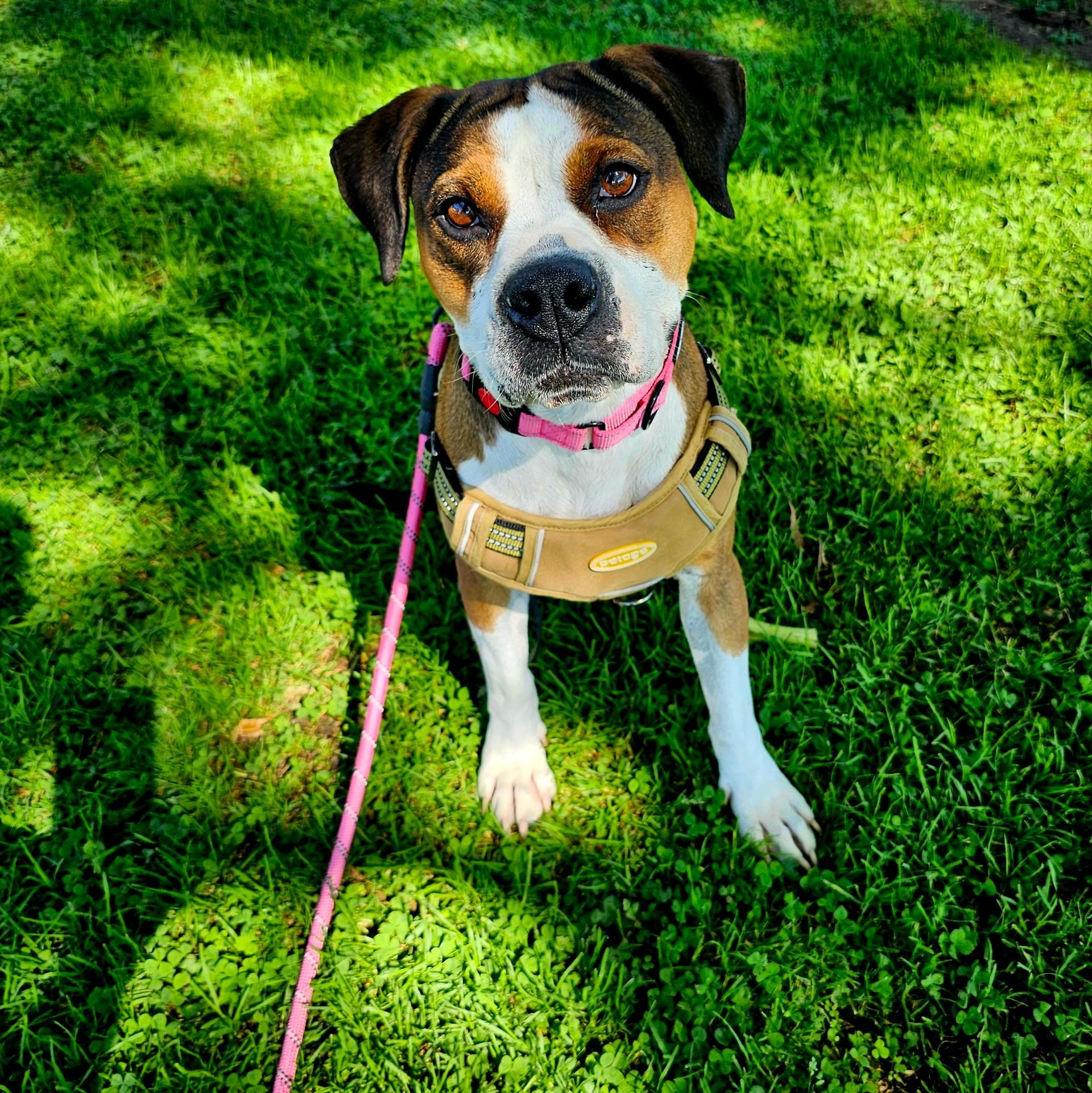 Maggie, Adopted, Young Female Beagle & Boxer.