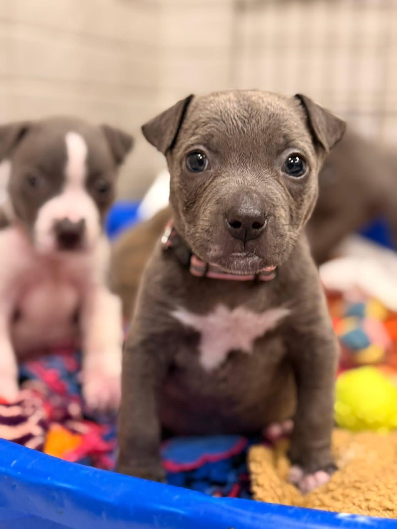 Pimento (The Masters litter), an adopted mixed breed in Mount Juliet, TN image 1/2