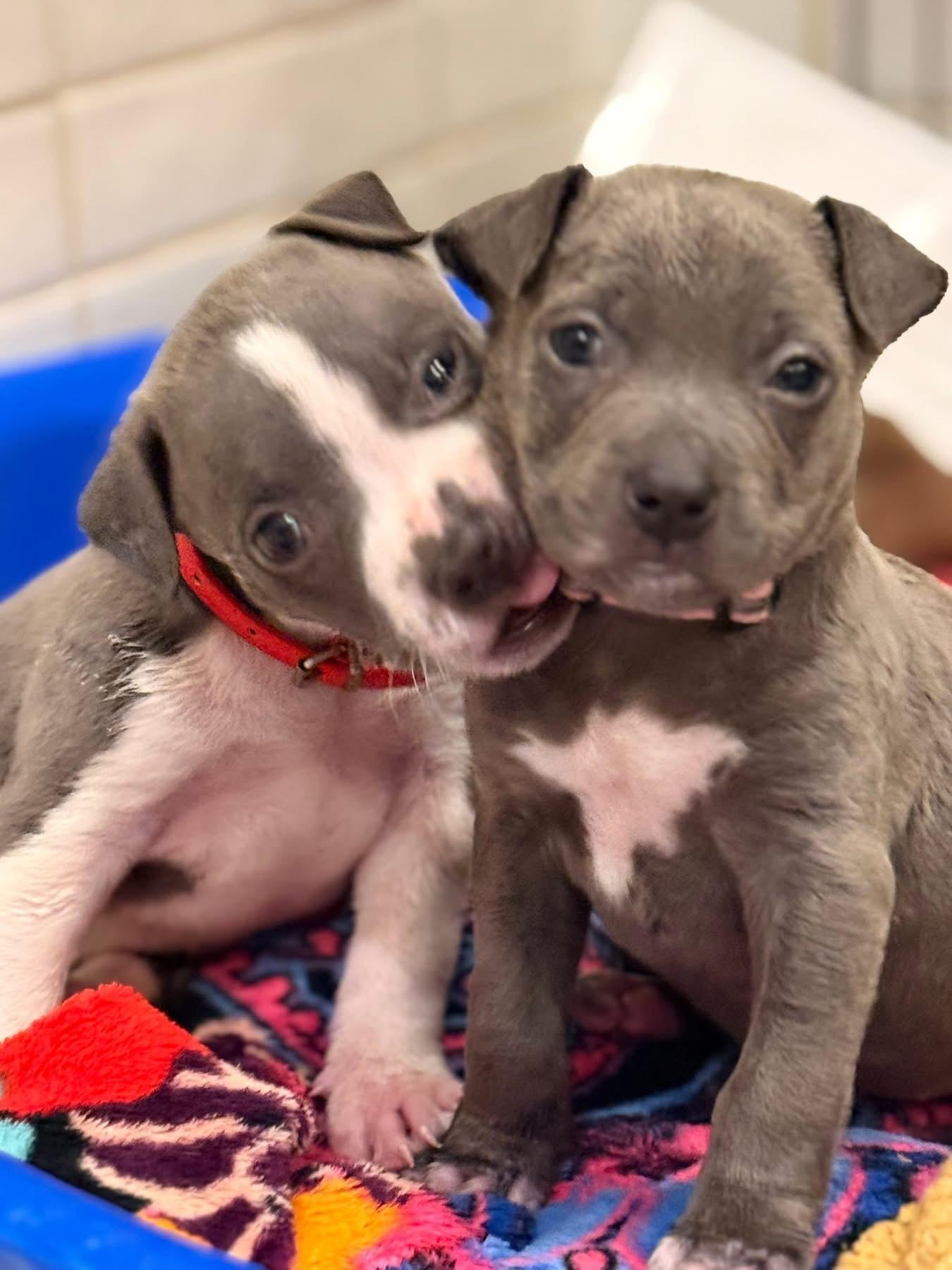 Pimento (The Masters litter), an adopted mixed breed in Mount Juliet, TN image 2/2