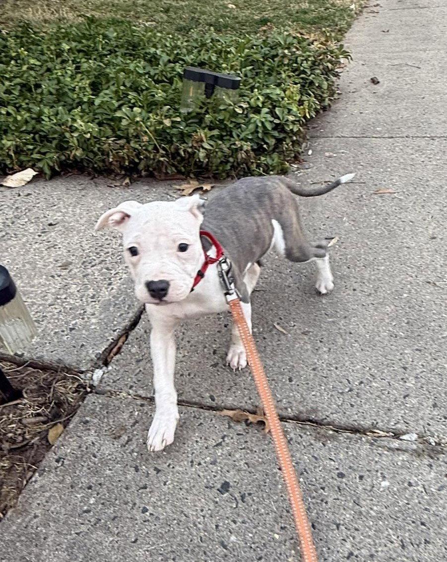 Maisie, Adopted, Puppy Female Pit Bull Terrier.