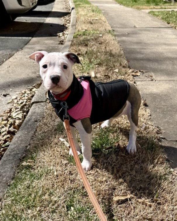Maisie, a Adopted Pit Bull Terrier in Spotsylvania, VA image 3/3
