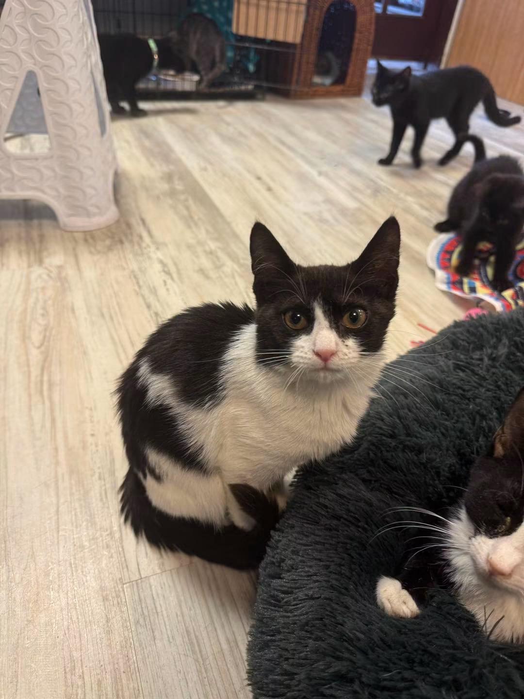 Katie, Adopted, Young Female Domestic Short Hair.