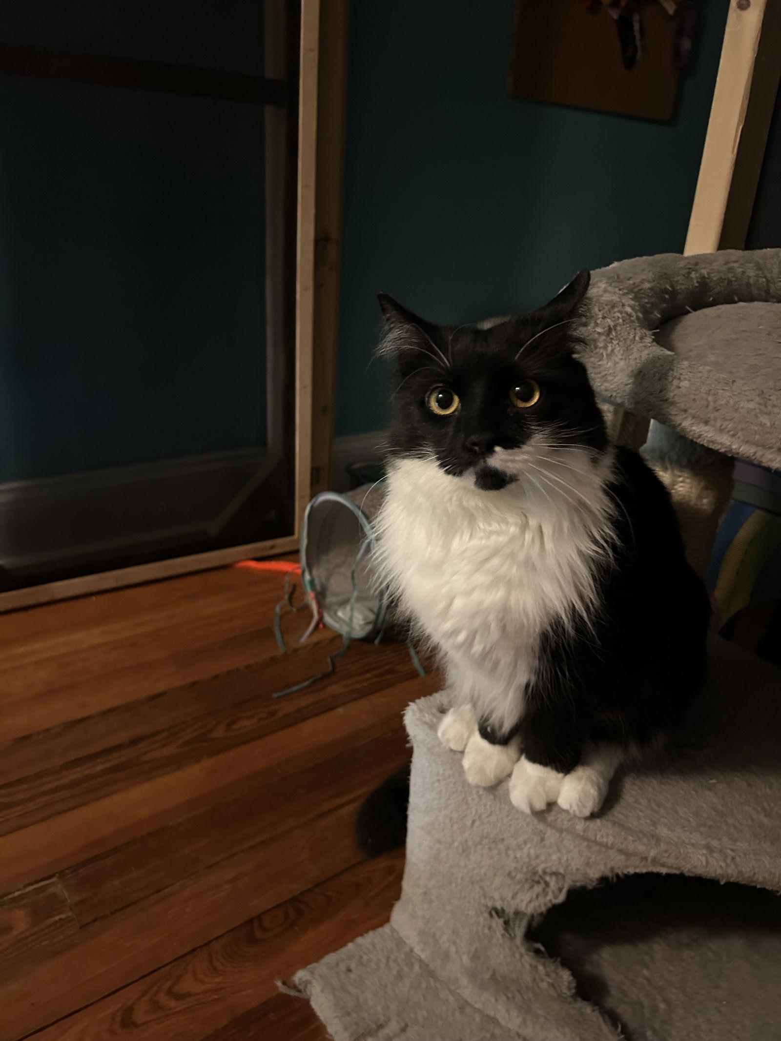 Enlarge Kashi, a Adopted Domestic Medium Hair in Stewartsville, NJ image 1/3