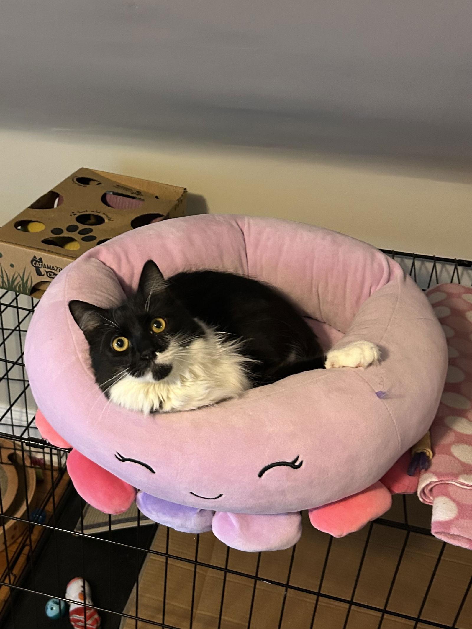 Enlarge Kashi, a Adopted Domestic Medium Hair in Stewartsville, NJ image 2/3