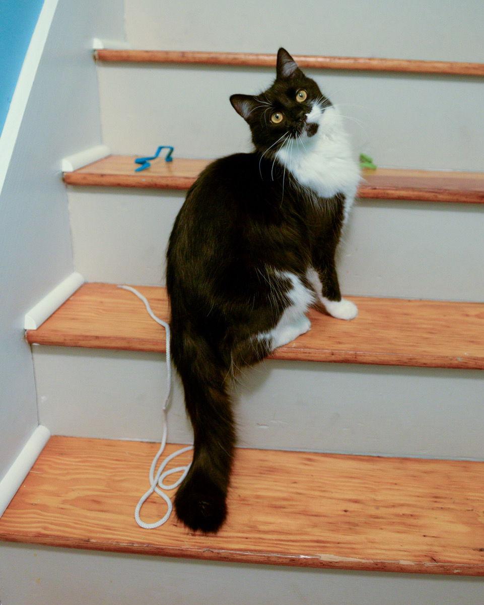 Enlarge Kashi, a Adopted Domestic Medium Hair in Stewartsville, NJ image 3/3