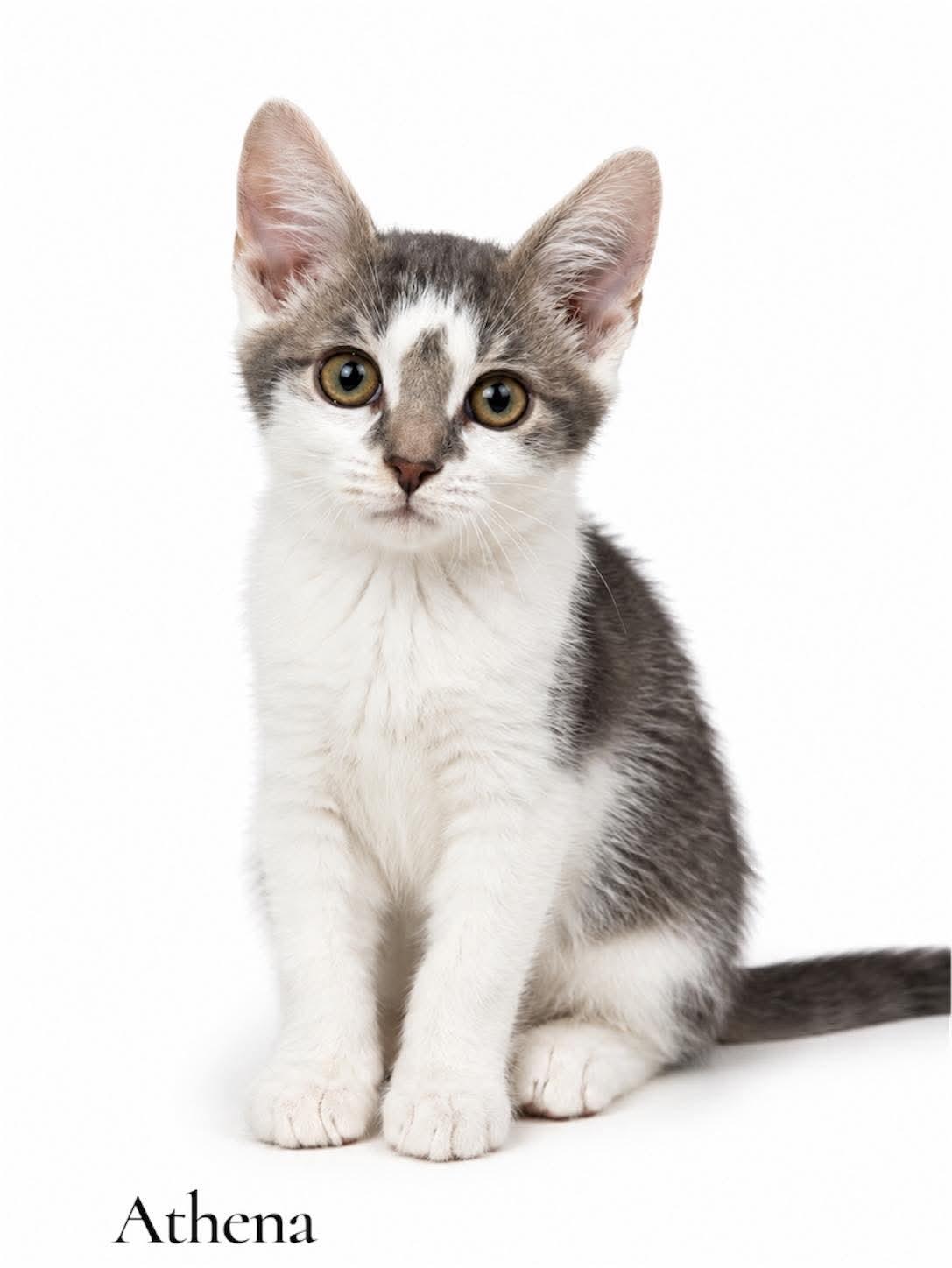 Athena, Adoptable, Kitten Female Domestic Short Hair.