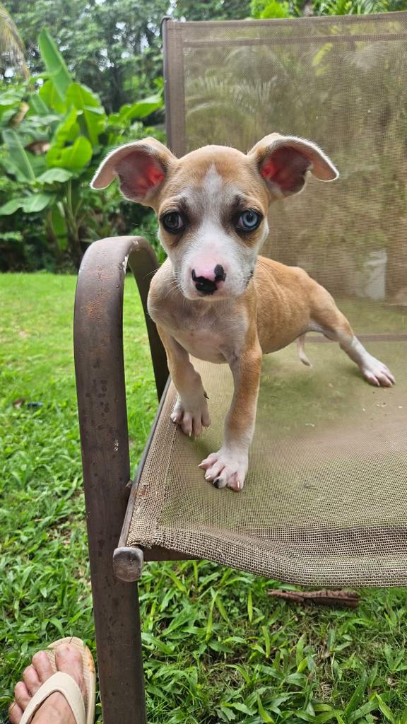Lilly Pad - The Velcro Pup, adopted, Puppy Female Chihuahua & Whippet.