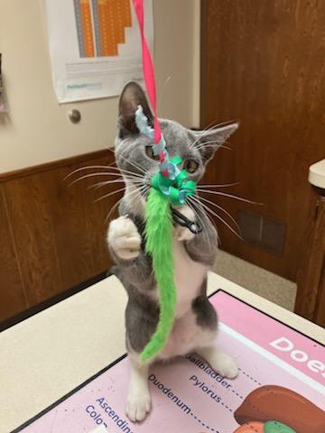 Ginny, a Adopted Domestic Short Hair in Oklahoma City, OK image 2/4