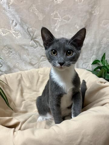 Ginny, Adopted, Kitten Female Domestic Short Hair.