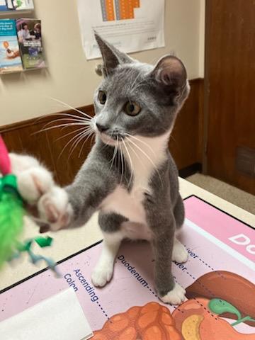 Ginny, a Adopted Domestic Short Hair in Oklahoma City, OK image 3/4
