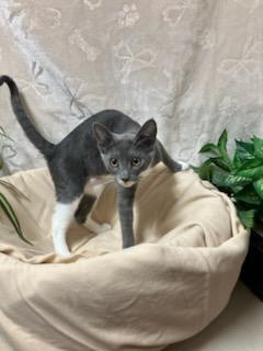 Ginny, a Adopted Domestic Short Hair in Oklahoma City, OK image 4/4