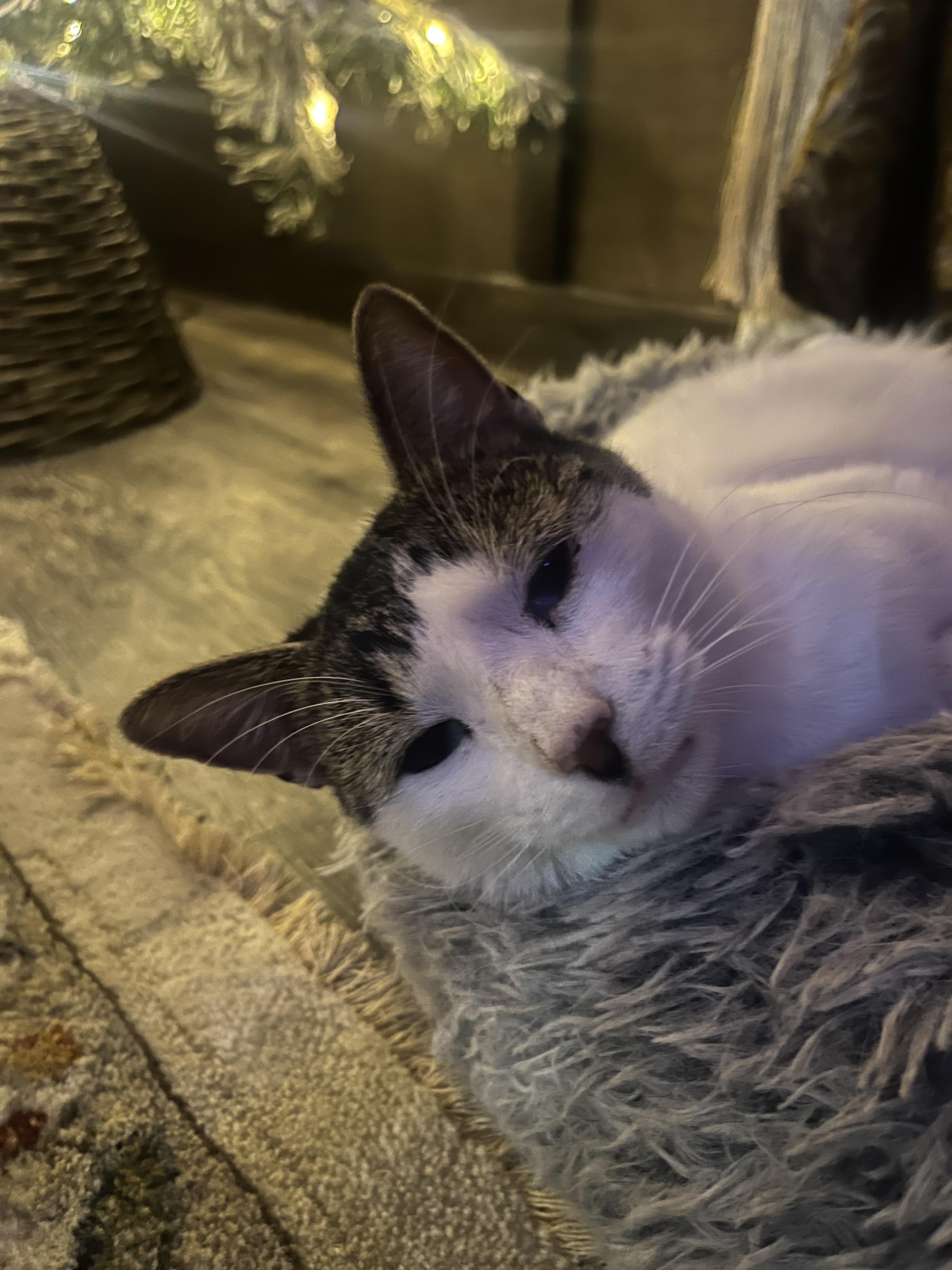 Rory the Crooked Cat, a ADOPTABLE American Shorthair in New Blaine, AR image 1/2