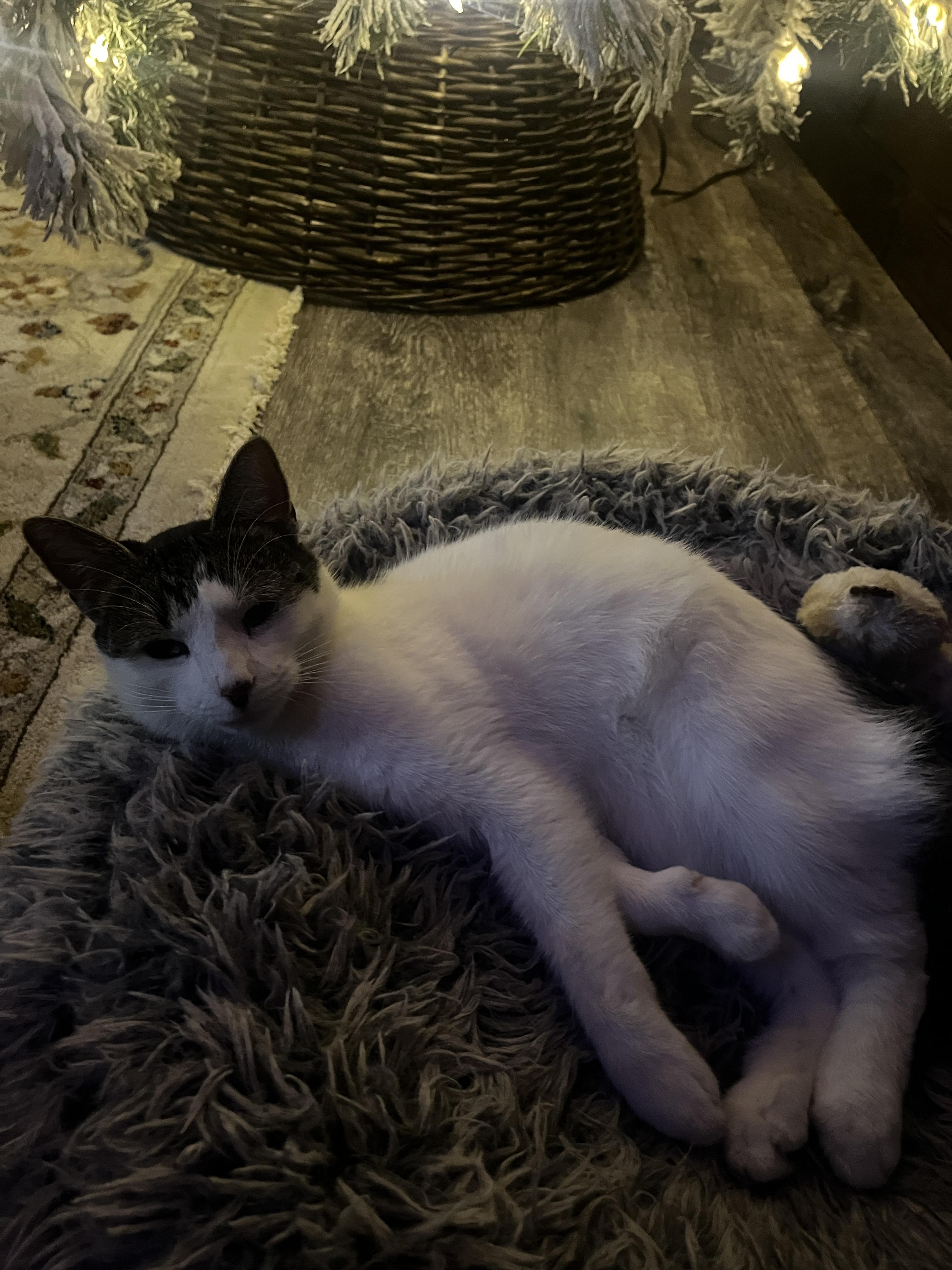 Rory the Crooked Cat, a ADOPTABLE American Shorthair in New Blaine, AR image 2/2