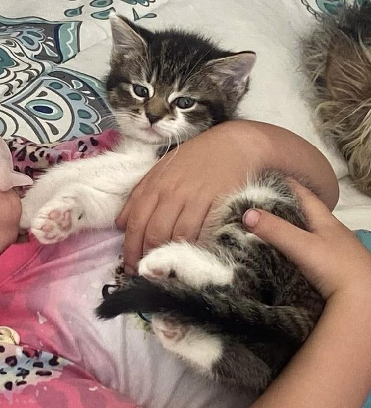 Blossom, ADOPTABLE, Kitten Female Domestic Long Hair & Tabby.