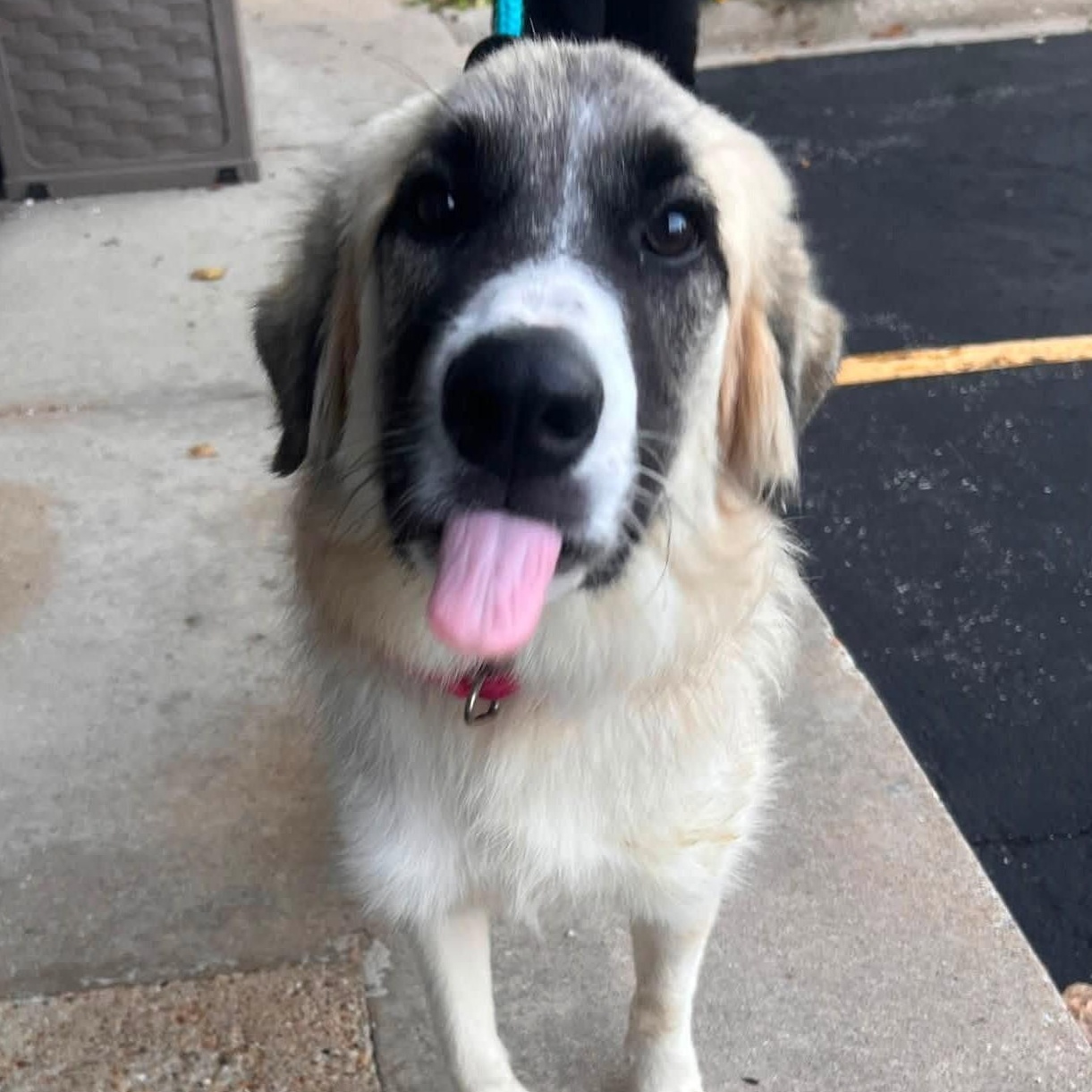 Enlarge Starla, an adopted mixed breed in Palatine, IL image 6/6