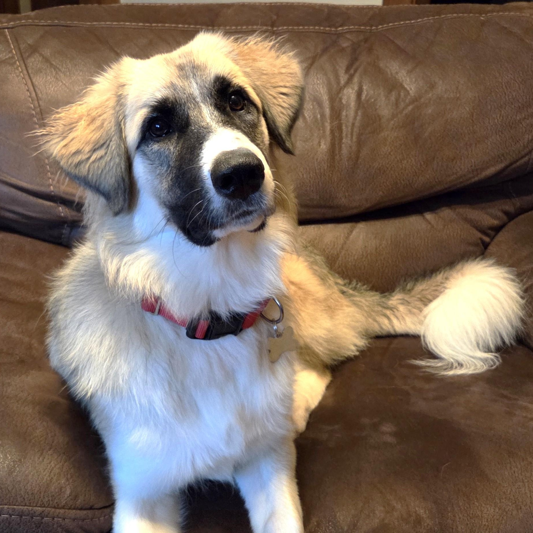 Starla, adopted, Puppy Female Great Pyrenees & Mixed Breed.