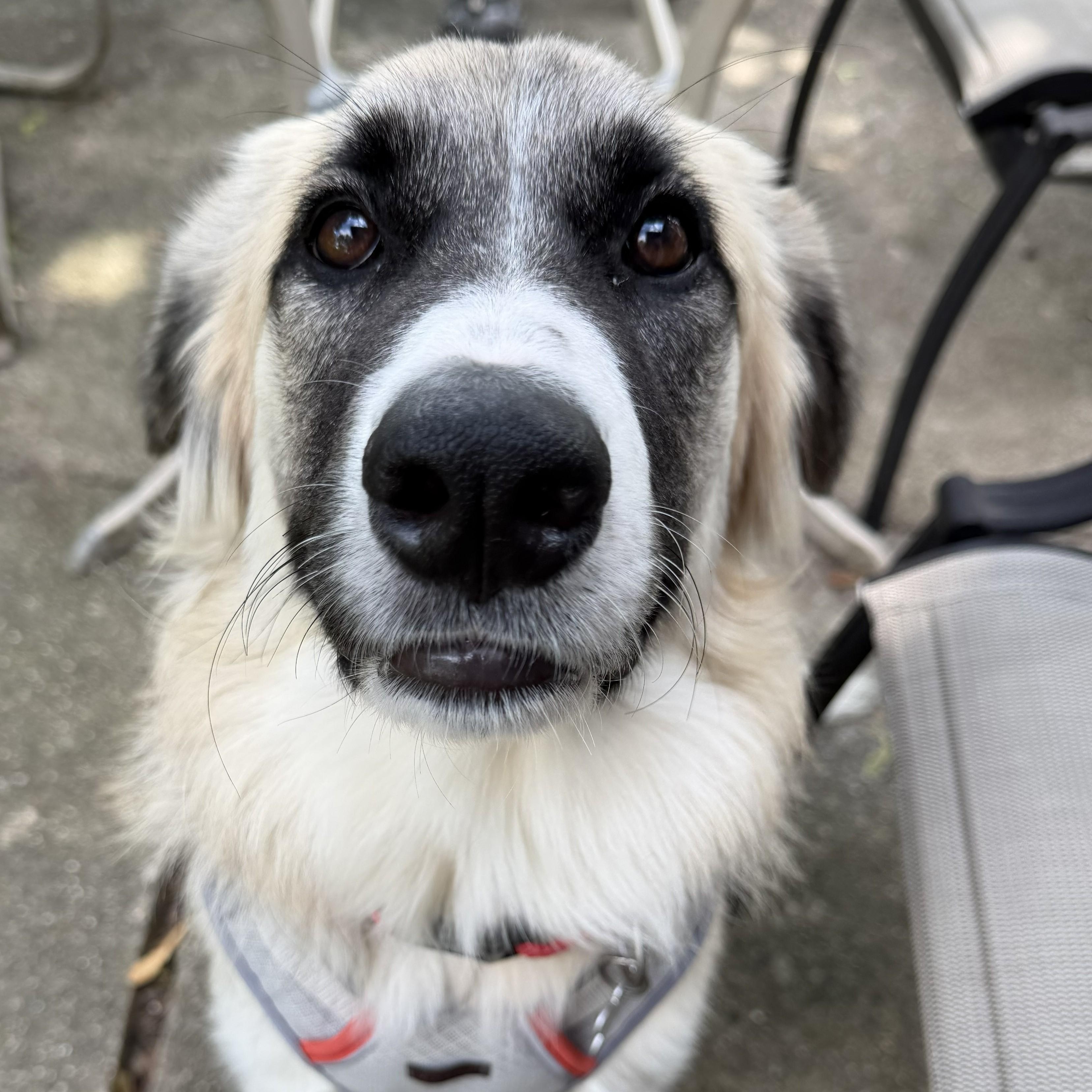 Enlarge Starla, an adopted mixed breed in Palatine, IL image 3/6