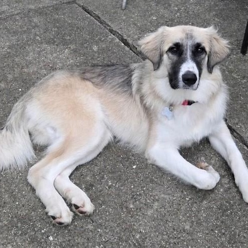 Enlarge Starla, an adopted mixed breed in Palatine, IL image 4/6