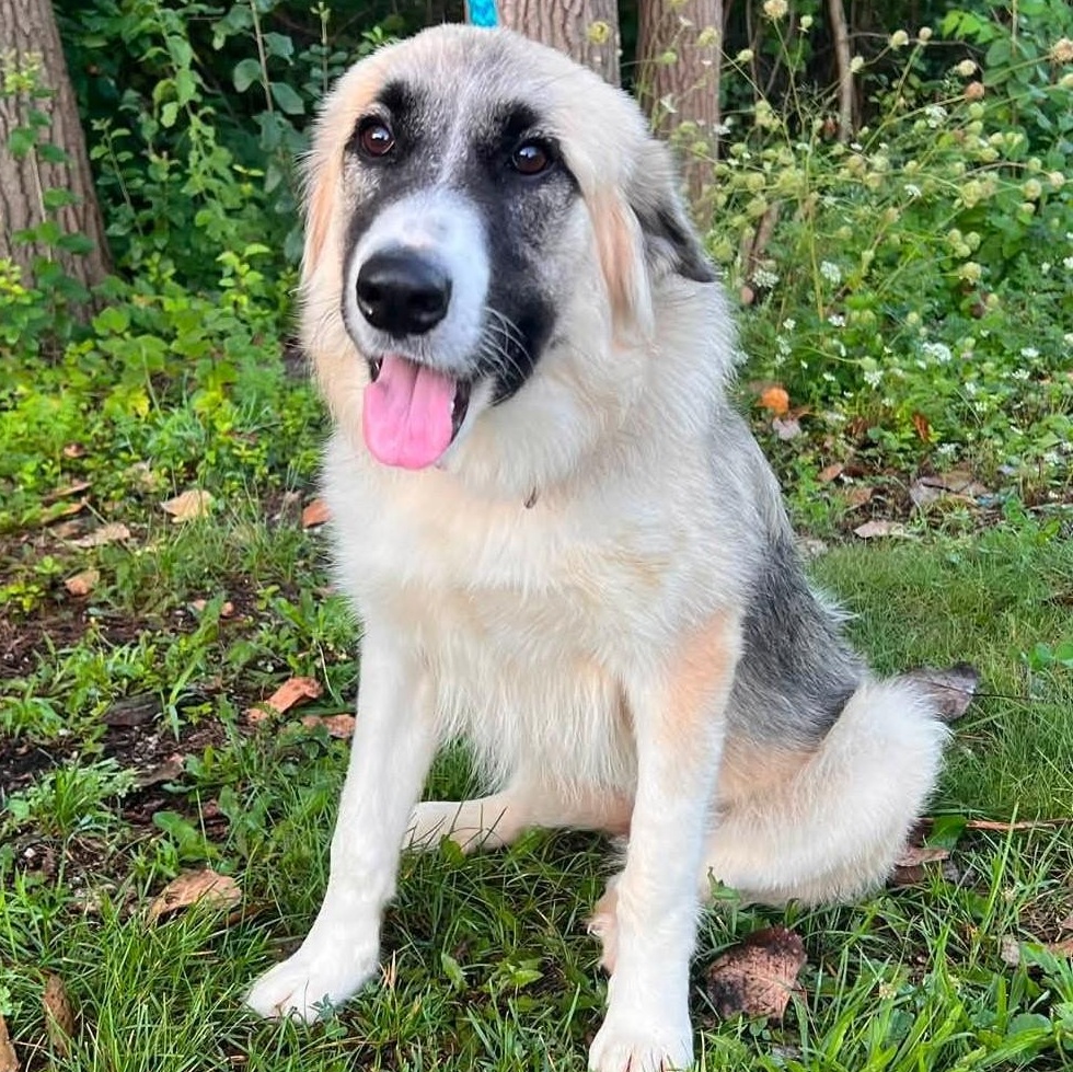 Enlarge Starla, an adopted mixed breed in Palatine, IL image 5/6