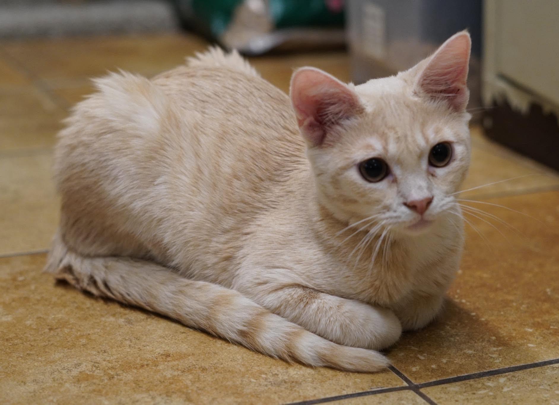 Enlarge SNICKERDOODLE, a Adoptable mixed breed in Murrieta, CA image 4/6