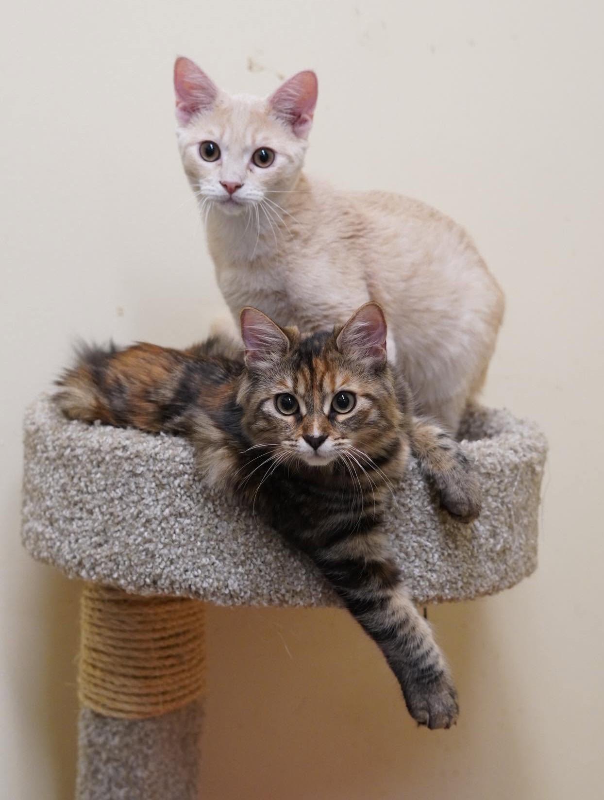 Enlarge SNICKERDOODLE, a Adoptable mixed breed in Murrieta, CA image 2/6