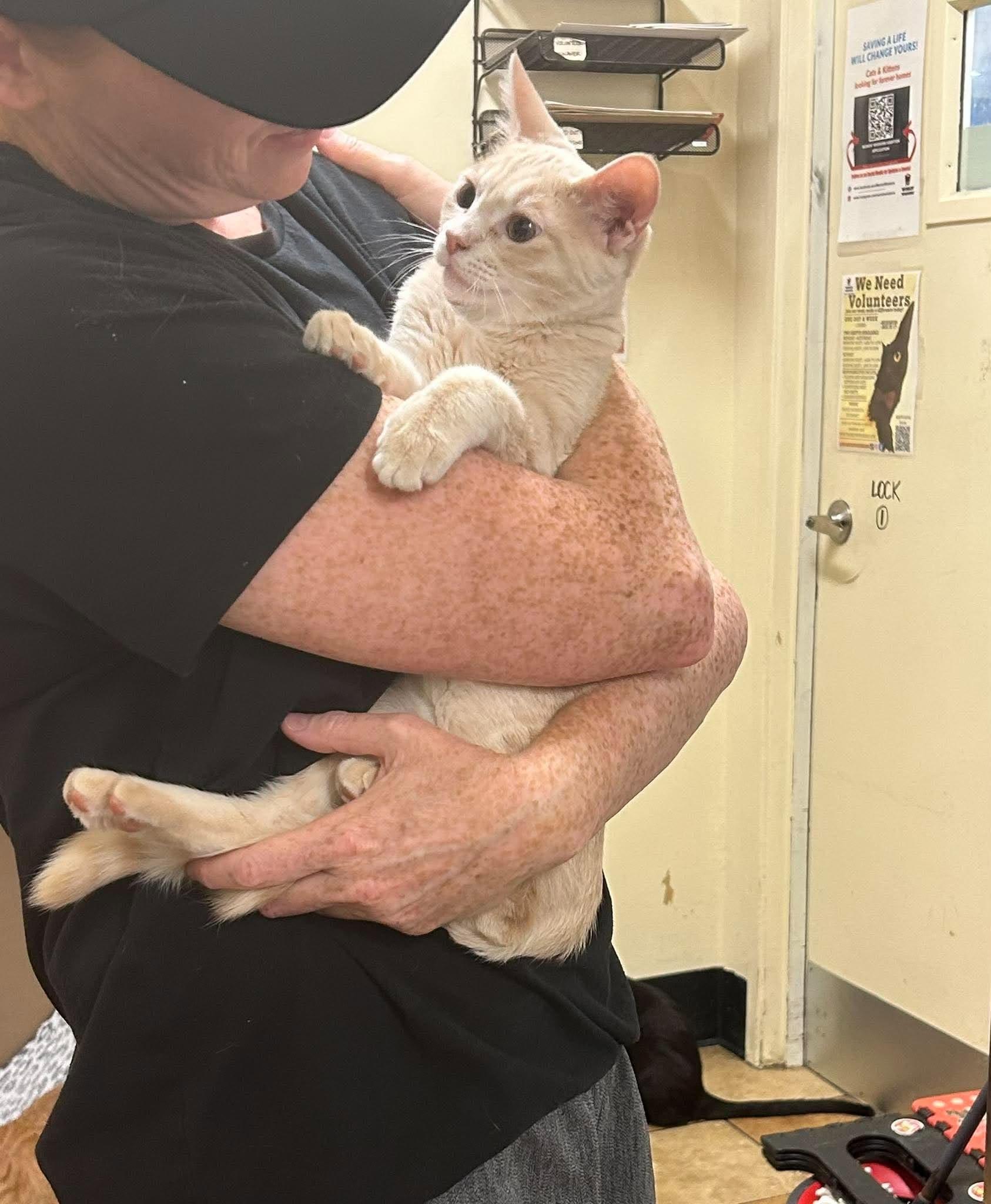 Enlarge SNICKERDOODLE, a Adoptable mixed breed in Murrieta, CA image 3/6
