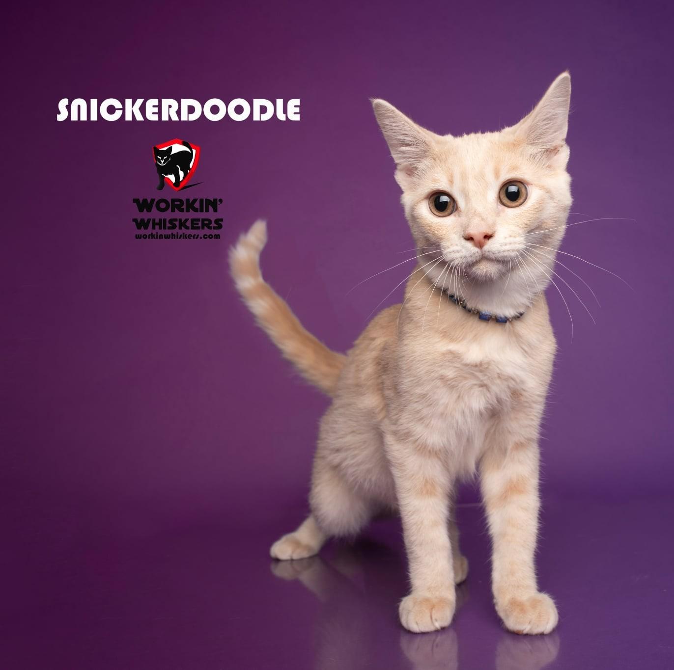 Enlarge SNICKERDOODLE, a Adoptable mixed breed in Murrieta, CA image 1/6