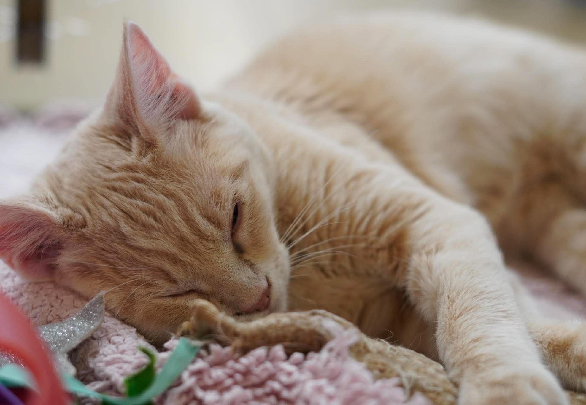 Enlarge SNICKERDOODLE, a Adoptable mixed breed in Murrieta, CA image 5/6