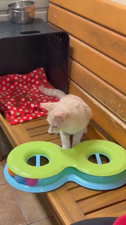 Enlarge SNICKERDOODLE, a Adoptable mixed breed in Murrieta, CA video 6/6