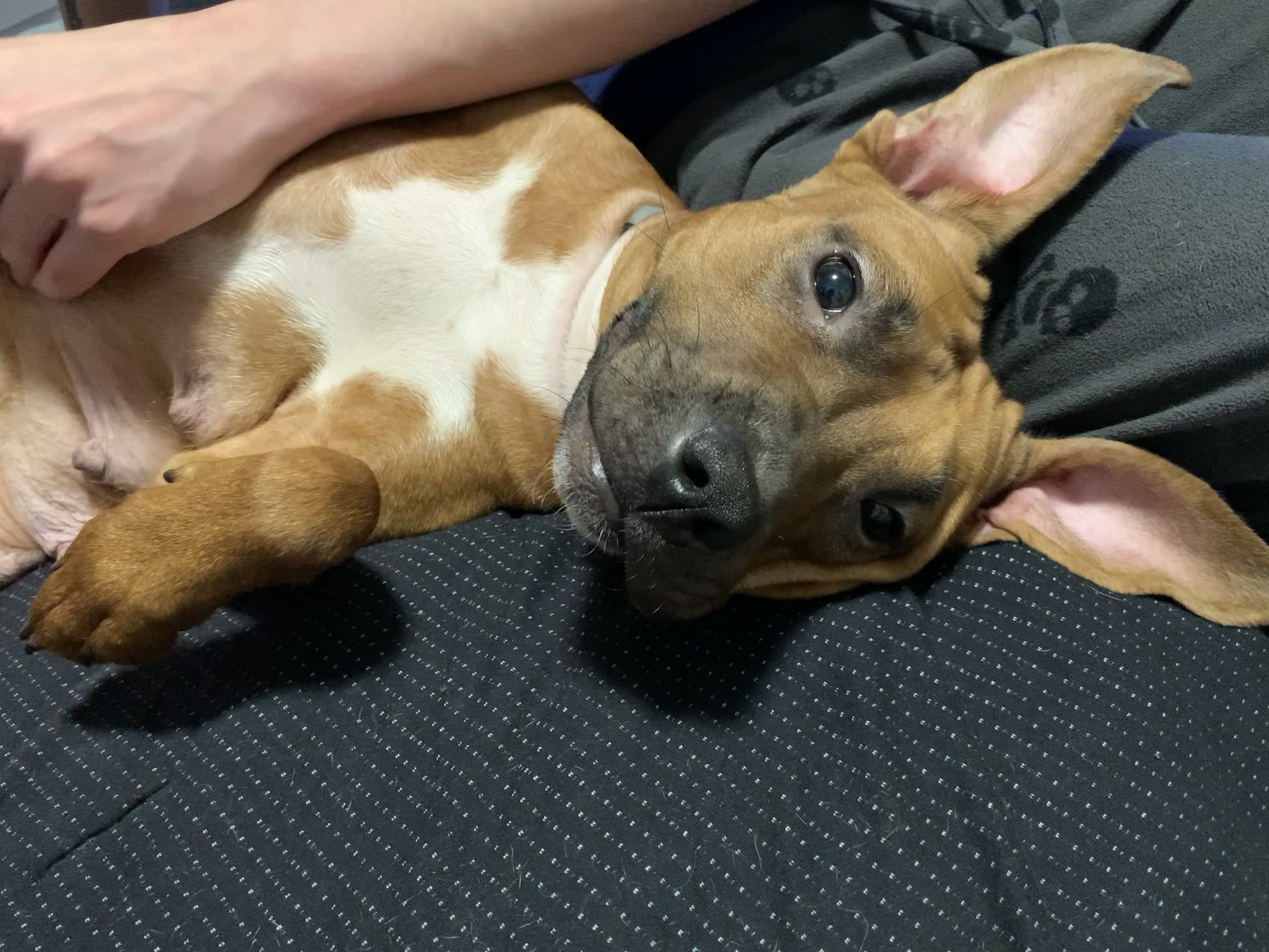 Sadie, Adopted, Adult Female Pit Bull Terrier.