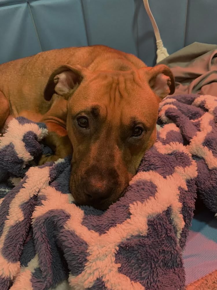 Enlarge Sadie, a Adopted Pit Bull Terrier in Southbury, CT image 2/5