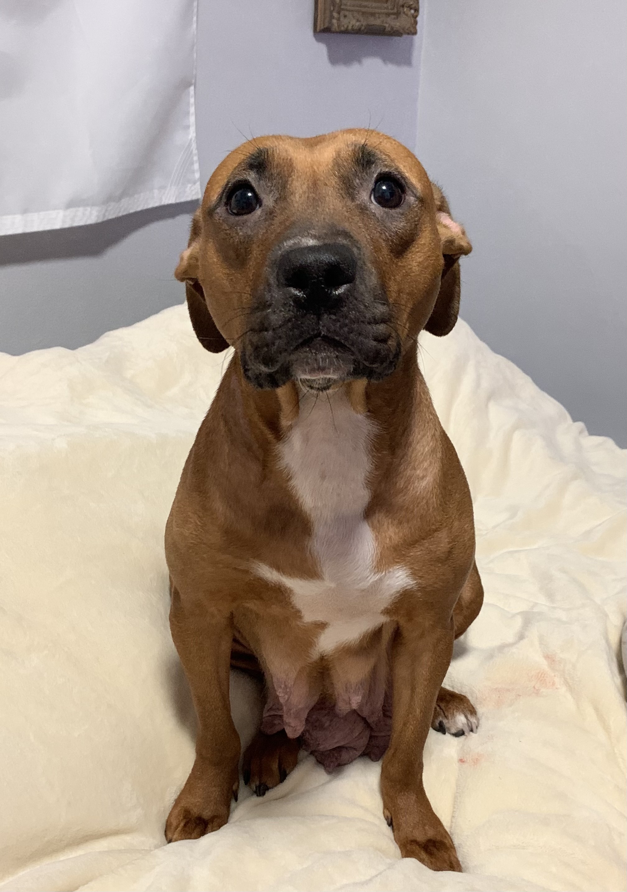 Sadie, Adopted, Adult Female Pit Bull Terrier.