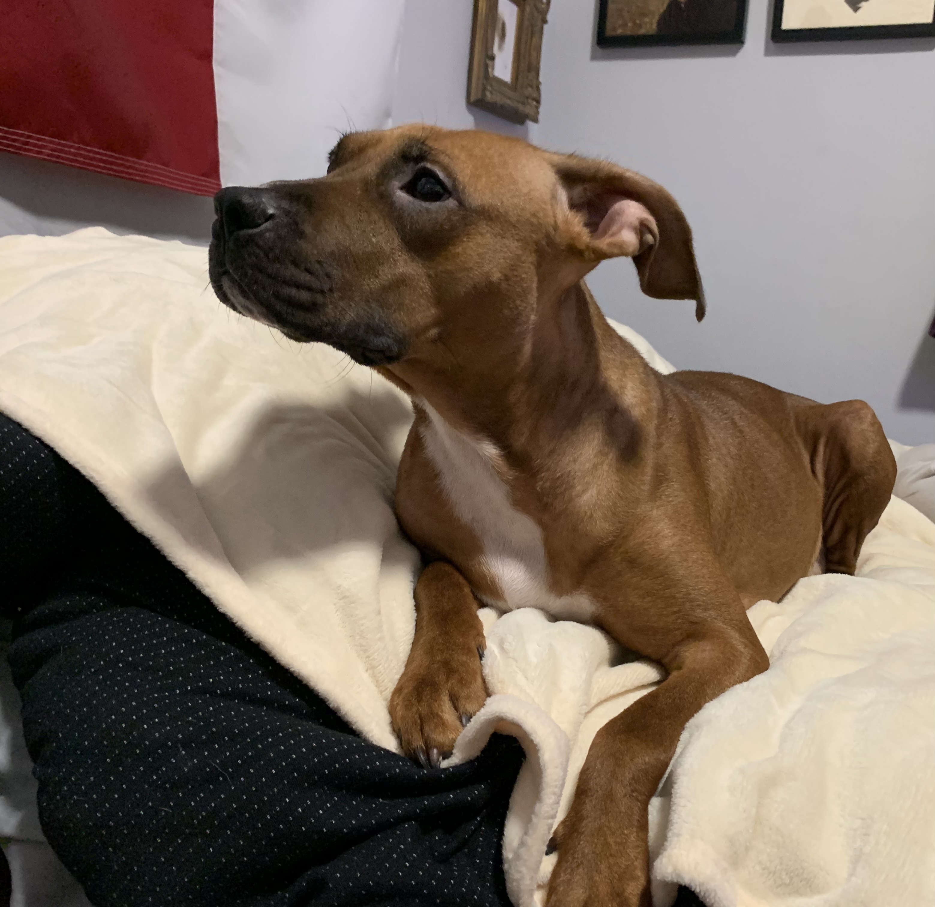 Enlarge Sadie, a Adopted Pit Bull Terrier in Southbury, CT image 5/5