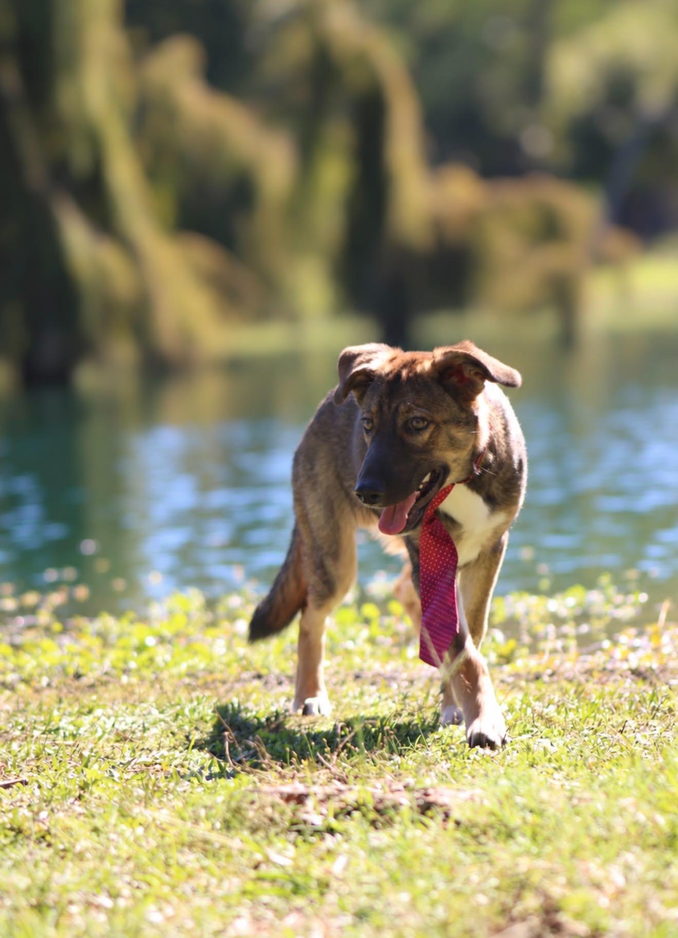 Enlarge Chester, a Adoptable mixed breed in Cleveland, OH image 3/6